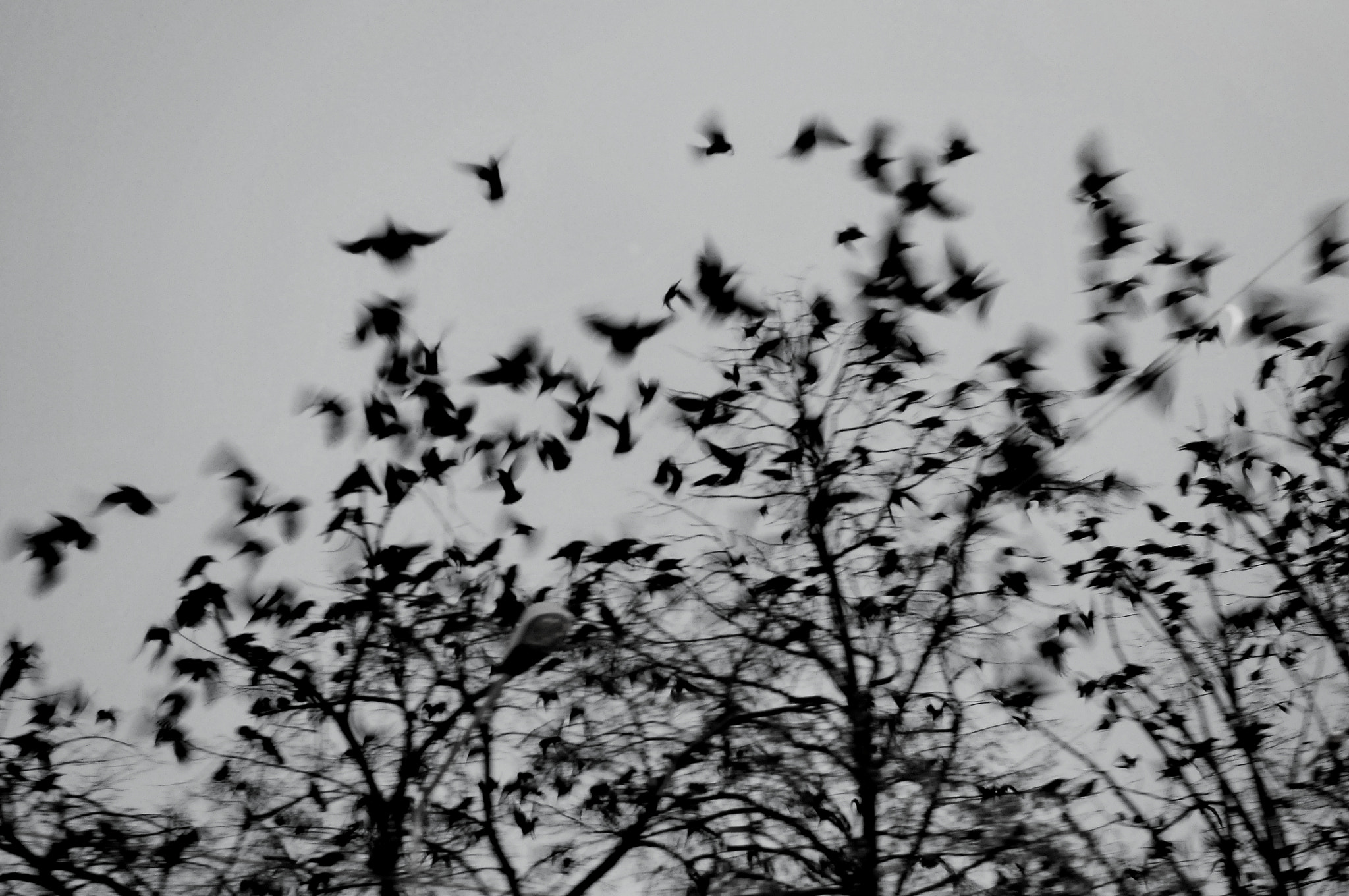 Nikon D300S + Nikon AF-S Nikkor 50mm F1.8G sample photo. Hitchcock,the birds photography