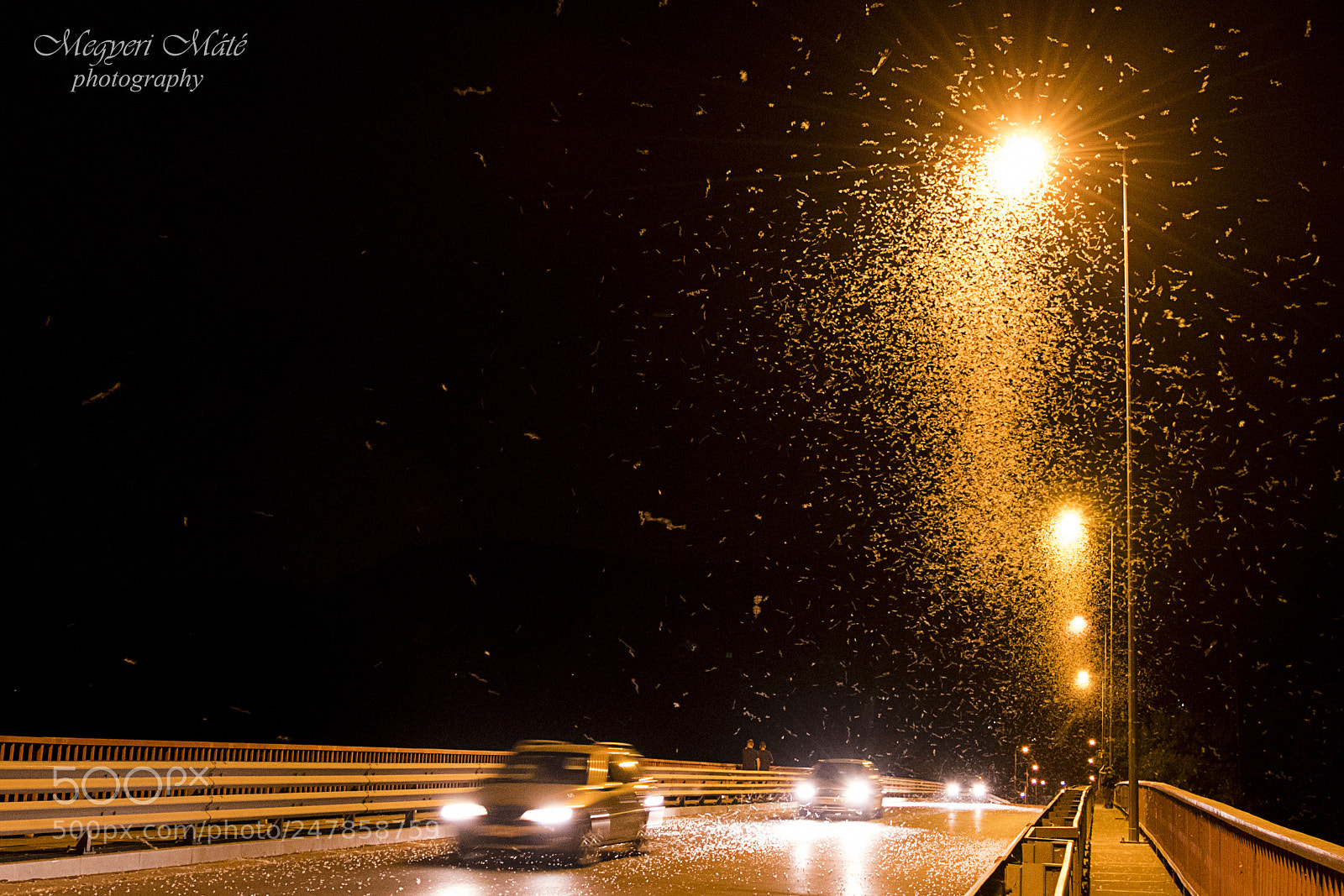 Nikon D500 sample photo. Flowering danube photography