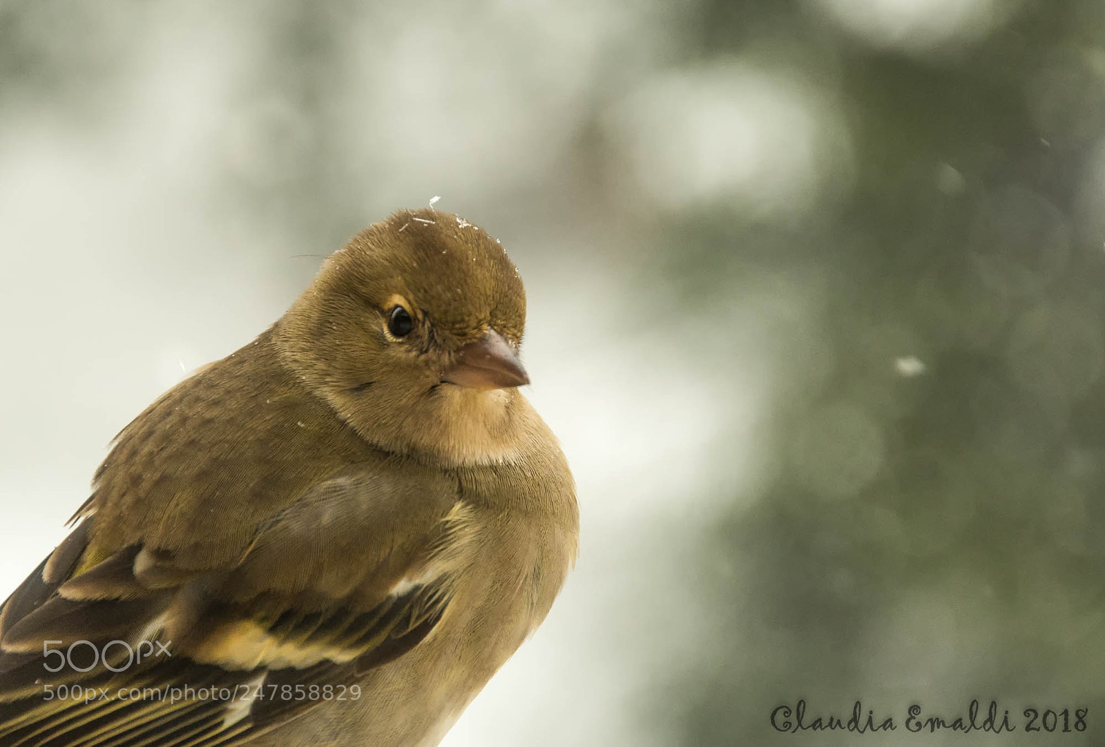 Nikon D500 sample photo. Verdone (greenfinch) photography
