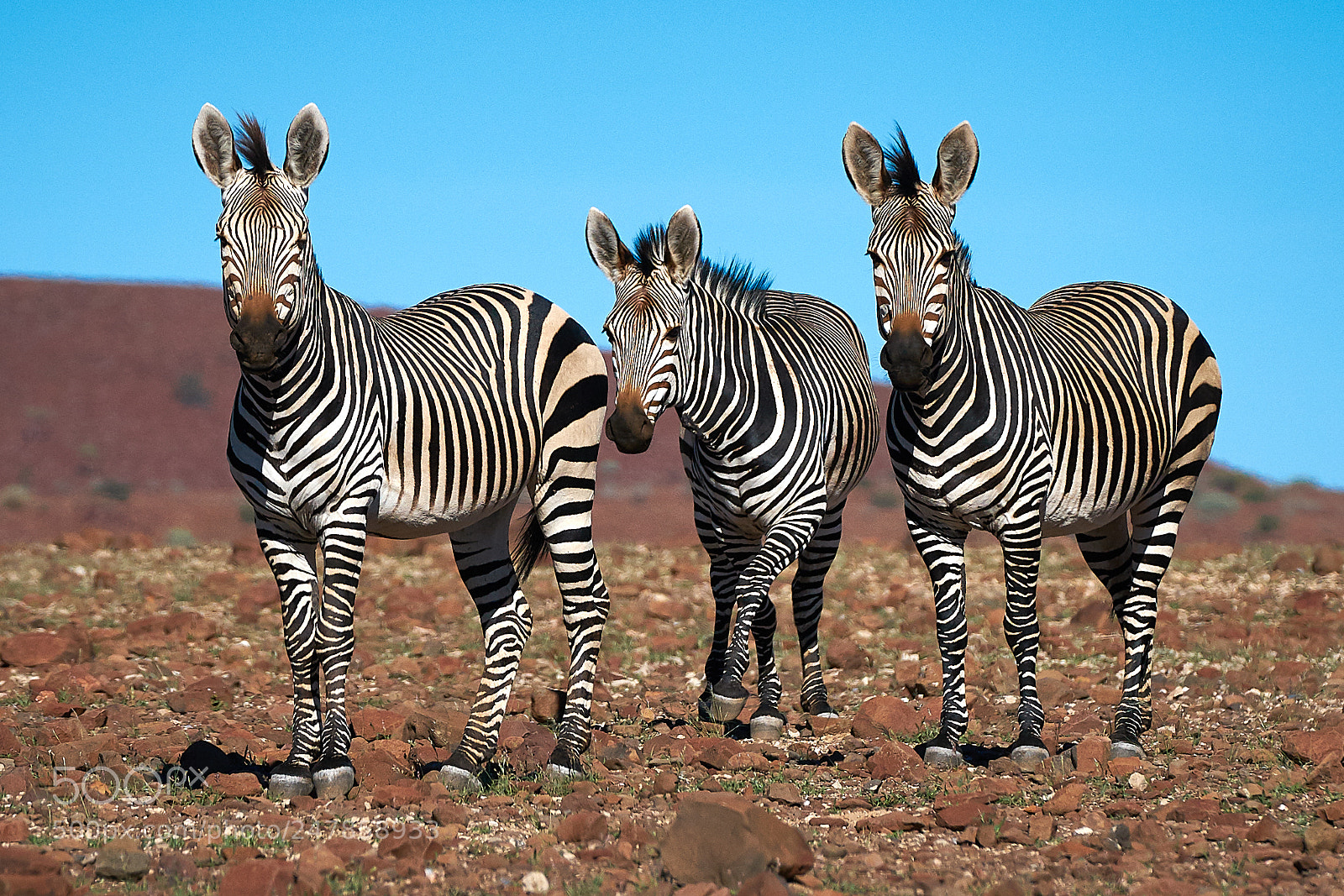 Sony a7R II sample photo. Mountain zebra, namibia photography