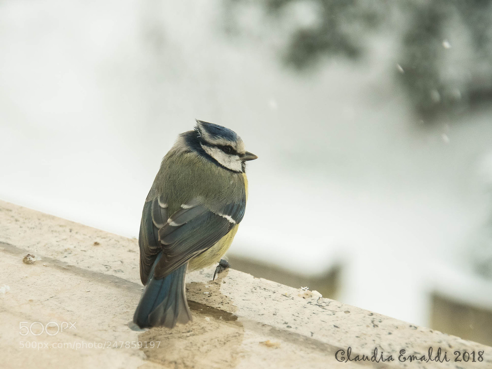 Nikon D500 sample photo. Cinciarella (blue tit) photography