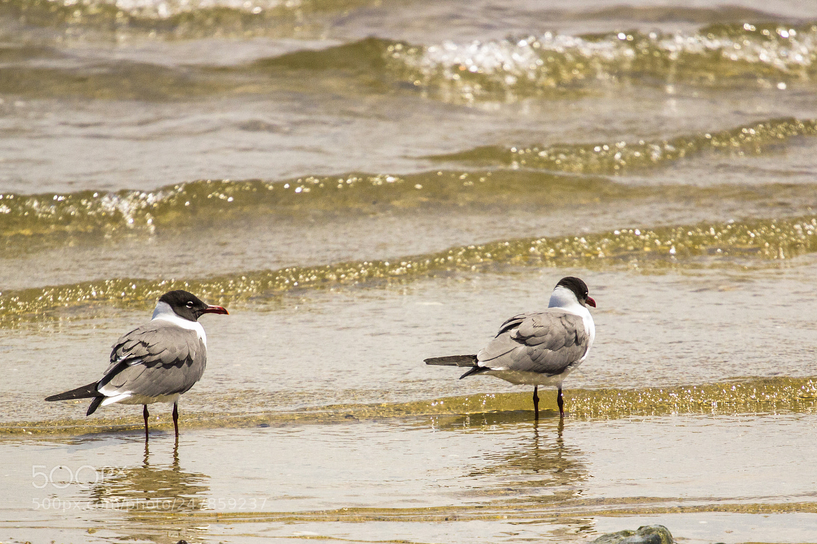 Canon EOS 600D (Rebel EOS T3i / EOS Kiss X5) sample photo. Terns wading at beach photography