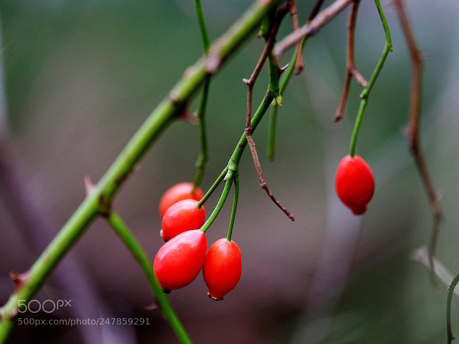 Fujifilm X-T20 sample photo. Fruit rose in autumn photography