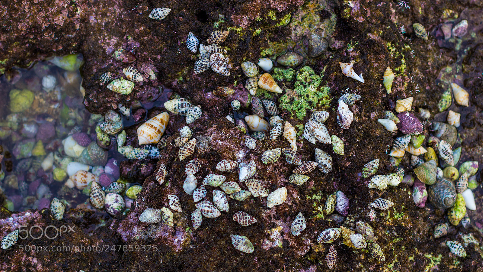 Canon EOS 600D (Rebel EOS T3i / EOS Kiss X5) sample photo. Snails' breeding ground photography
