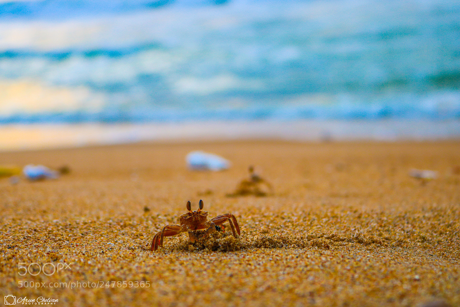 Canon EOS 750D (EOS Rebel T6i / EOS Kiss X8i) sample photo. Crab!!!!!!!!!!!! photography
