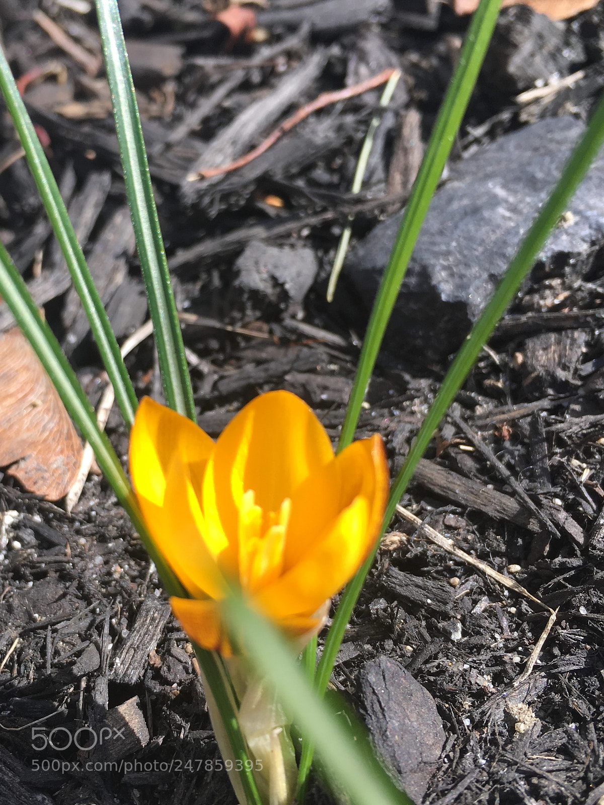Apple iPhone 6s Plus sample photo. Early bloom... photography