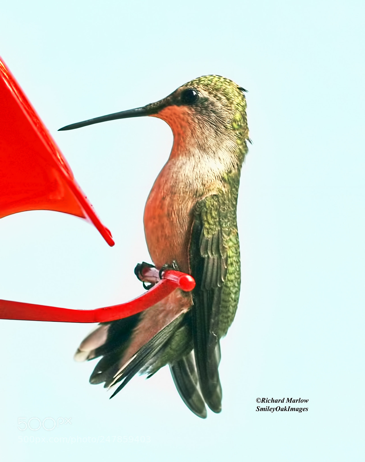 Nikon D5000 sample photo. Hummingbird photography