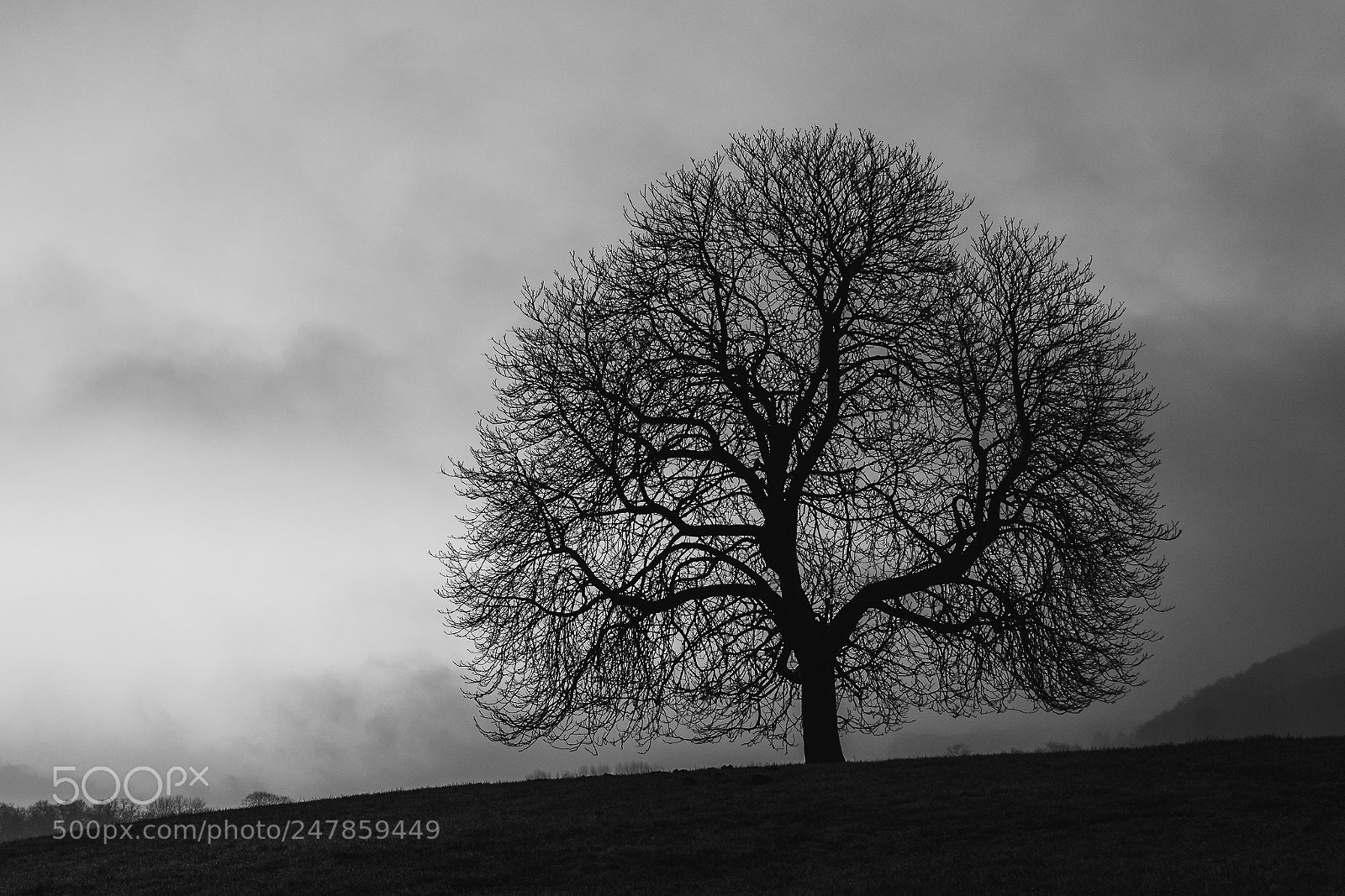 Nikon D500 sample photo. Fog in the morning photography