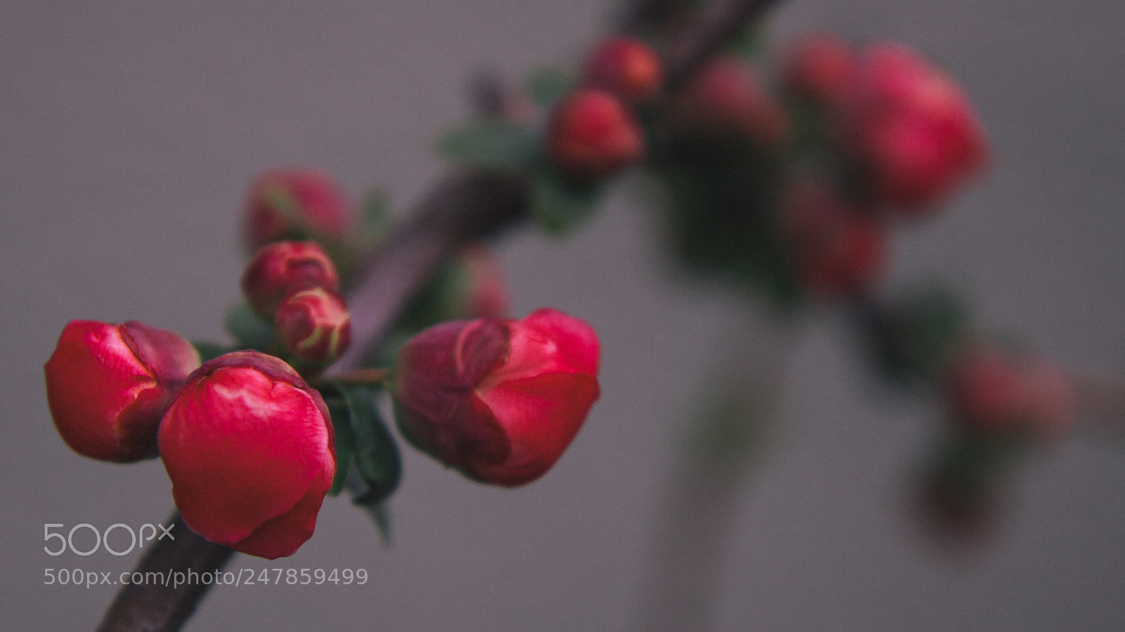 Canon EOS 550D (EOS Rebel T2i / EOS Kiss X4) sample photo. // 言の葉の庭 photography