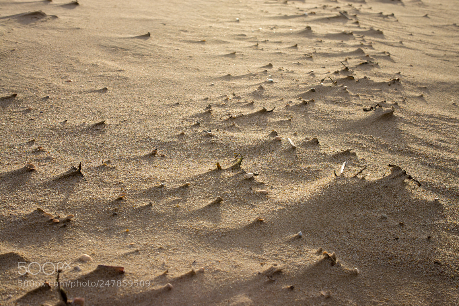 Leica M (Typ 240) sample photo. Sylter strand photography