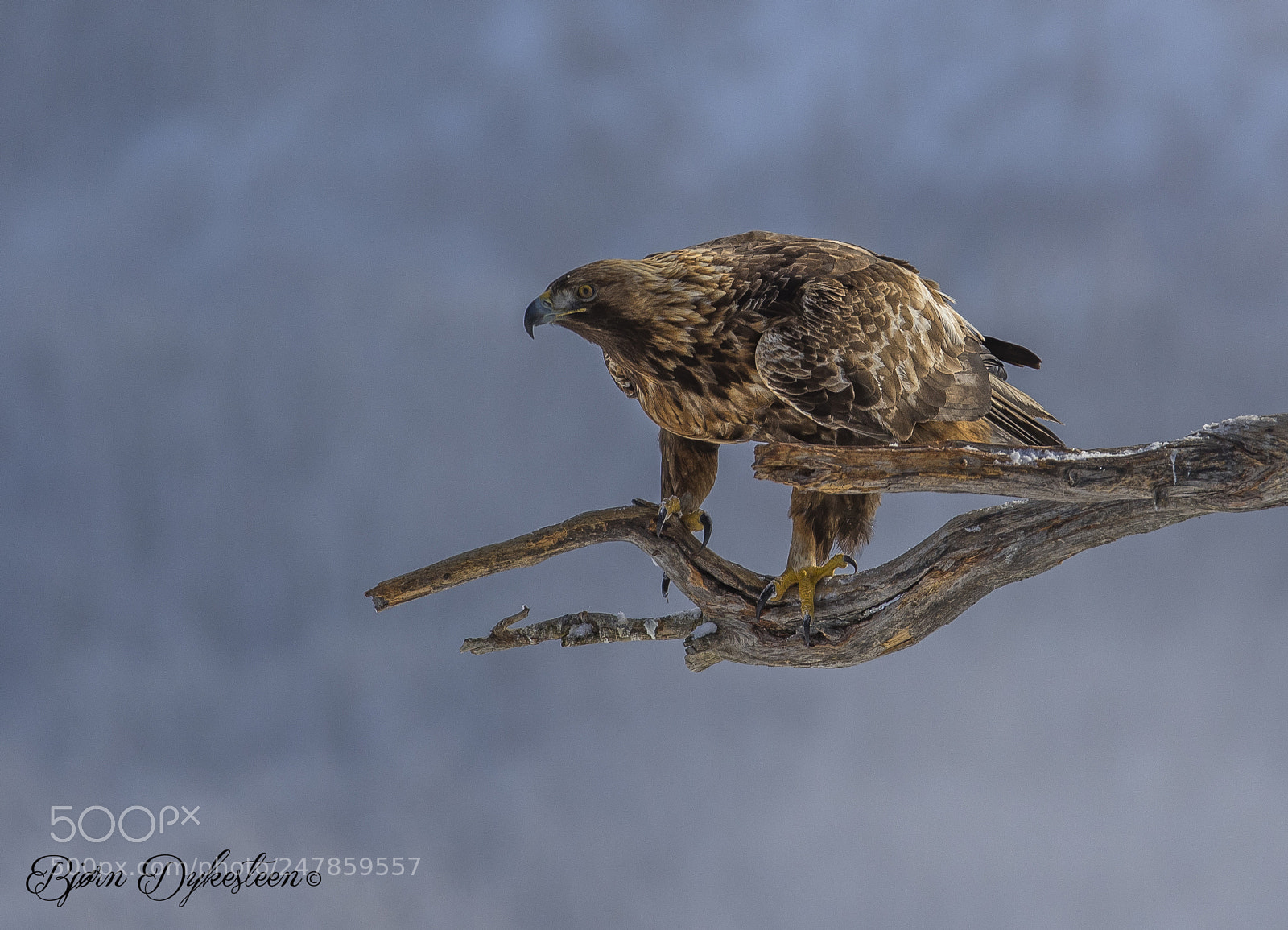 Canon EOS-1D X Mark II sample photo. Golden eagle photography