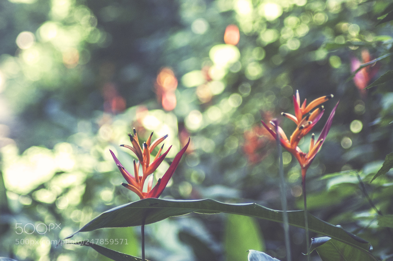 Nikon D40 sample photo. Exotic flower photography