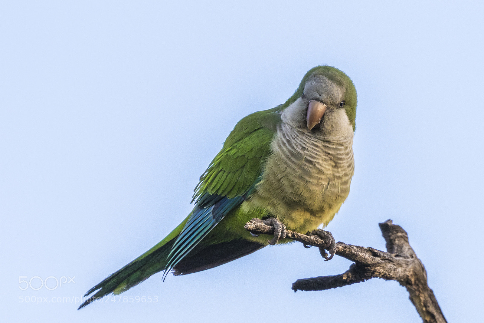 Canon EOS 7D Mark II sample photo. Face to face photography