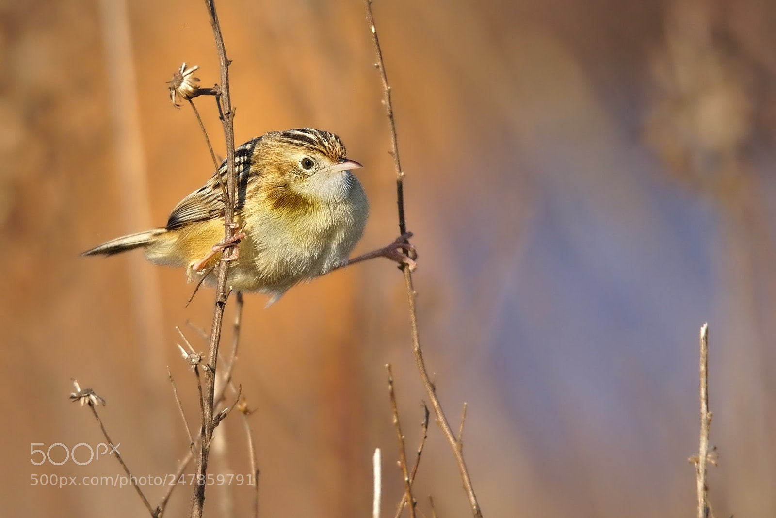 Nikon D7200 sample photo. Streaked fantail warbler photography