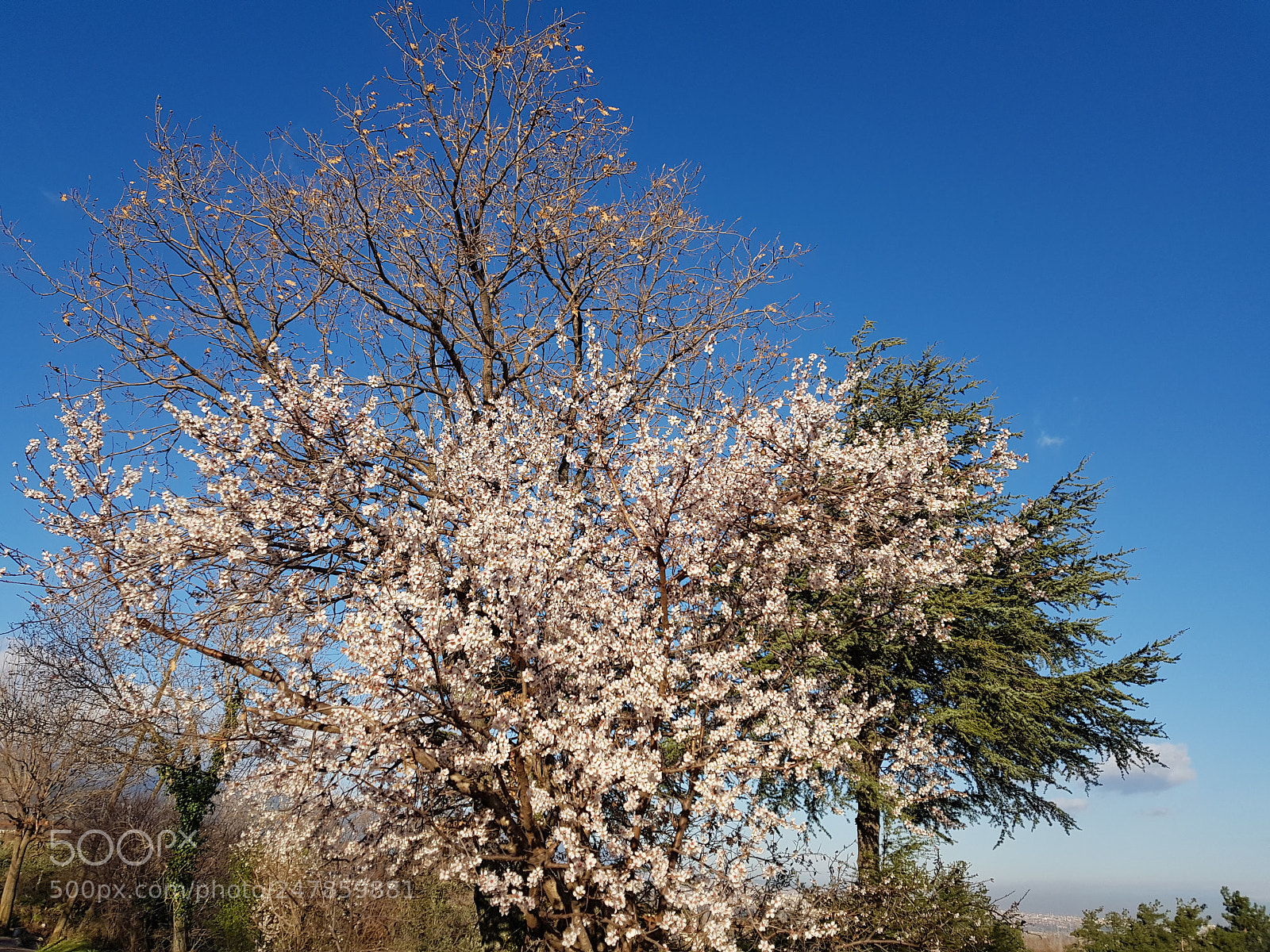 Samsung Galaxy S8 sample photo. Spring vs winter photography