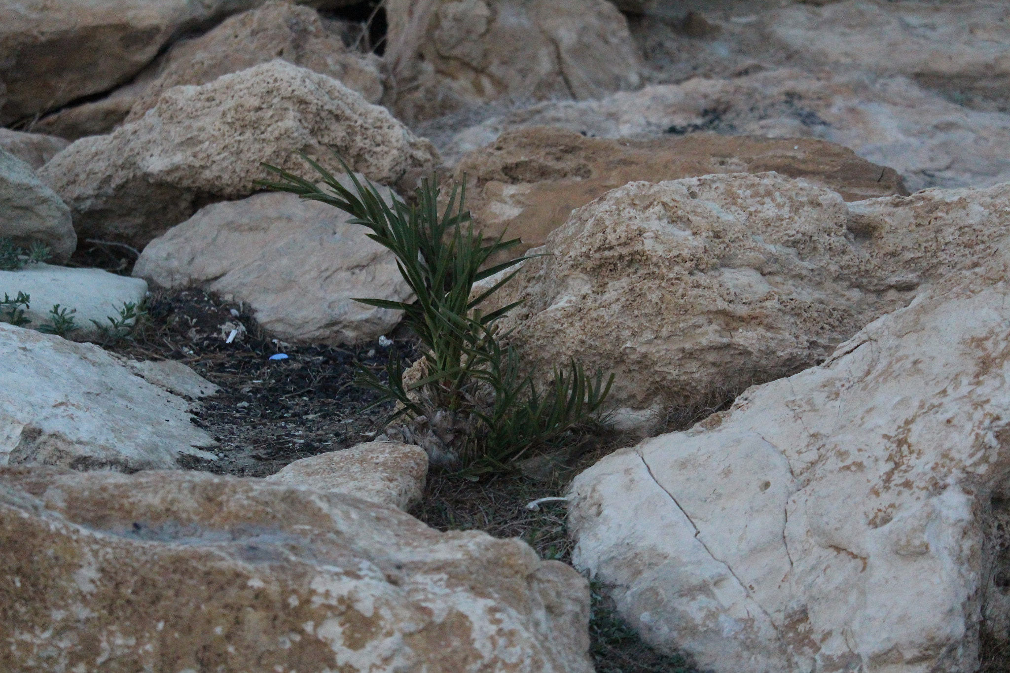 Canon EF-S 55-250mm F4-5.6 IS STM sample photo. Baby tree photography