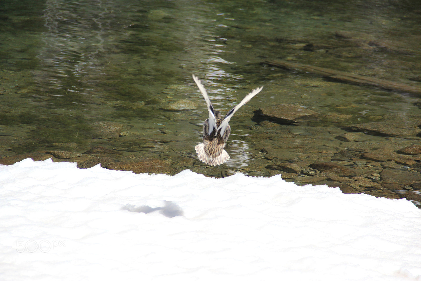 Canon EF-S 18-135mm F3.5-5.6 IS sample photo. The duck photography