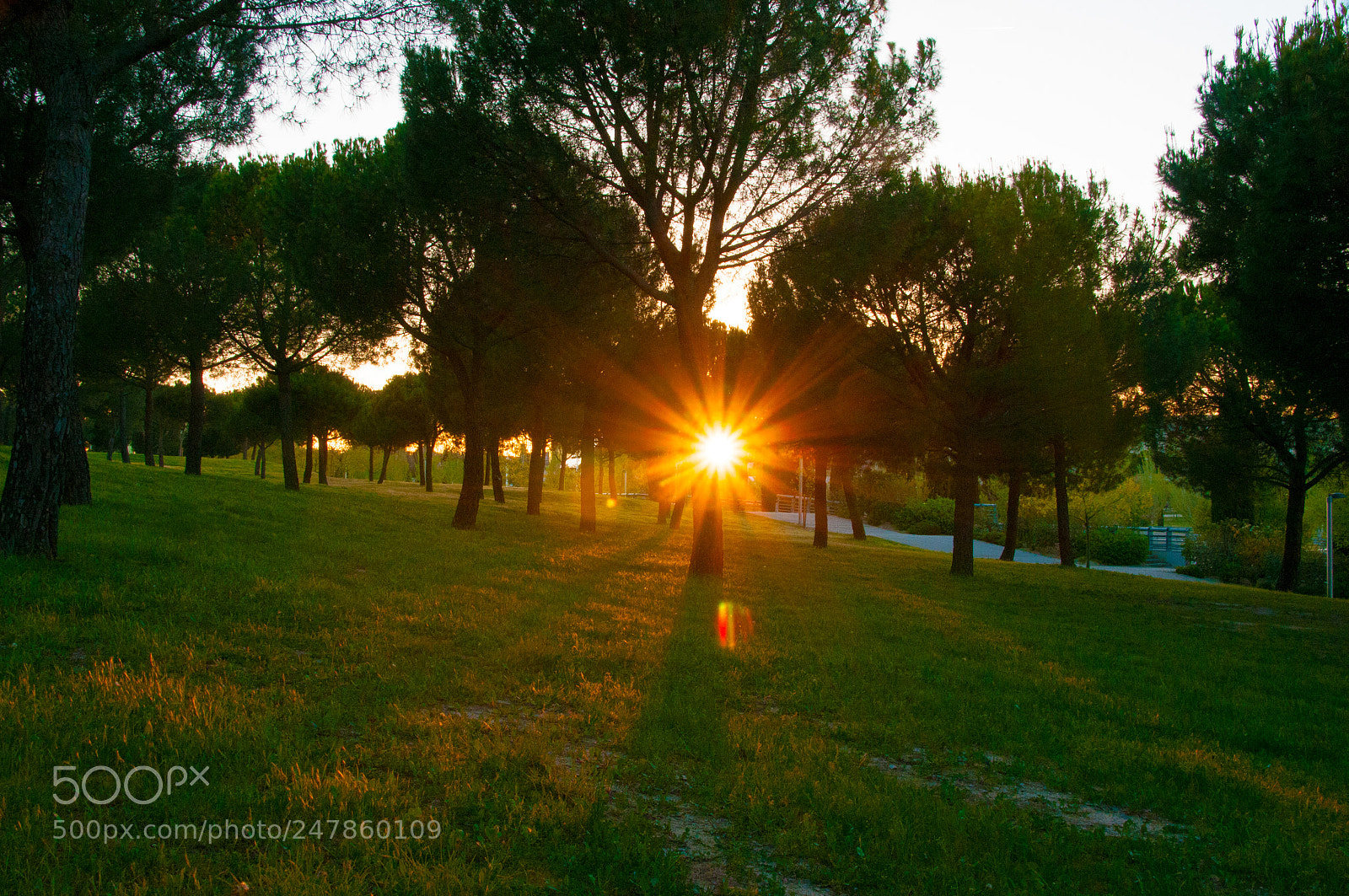 Nikon D300S sample photo. Parque juan carlos i photography