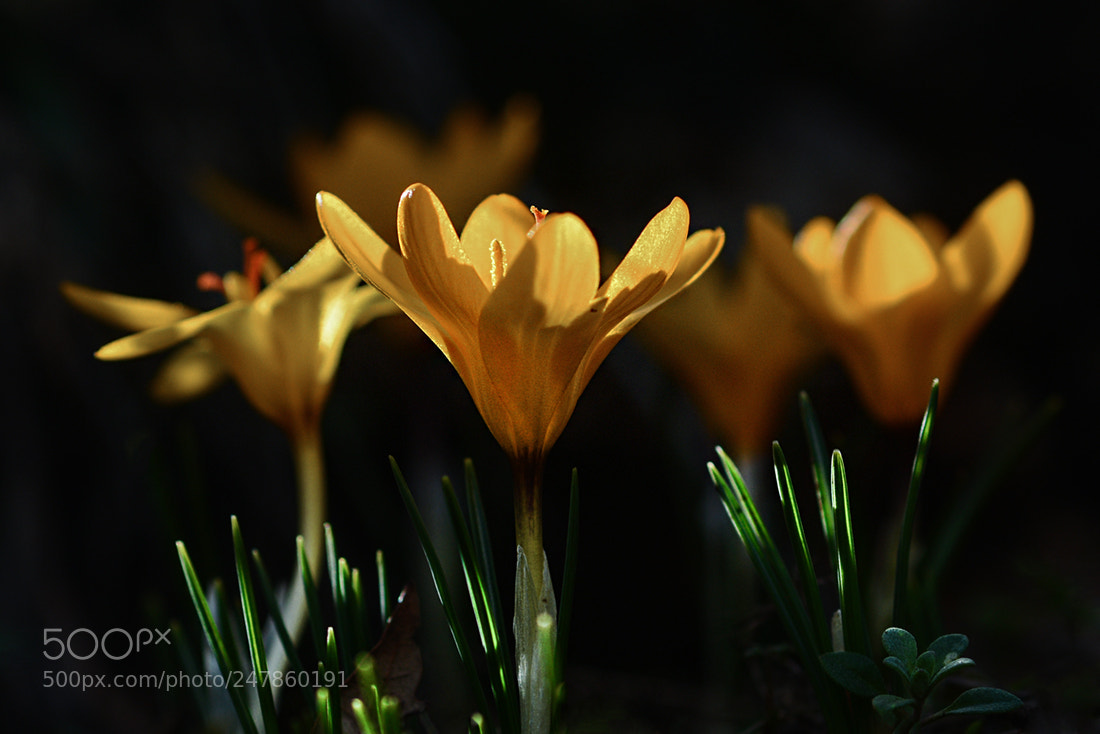 Nikon D7100 sample photo. Cigdem photography