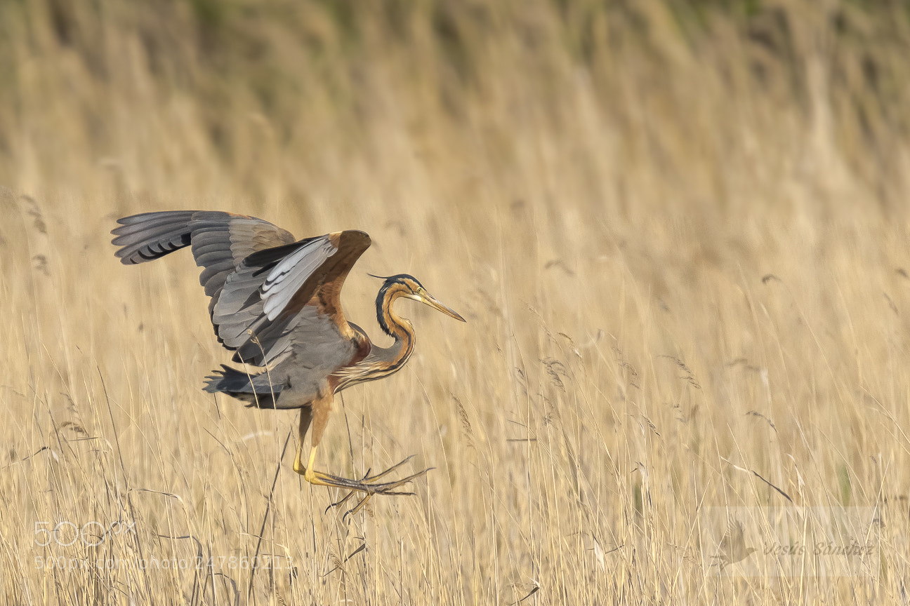 Canon EOS 7D Mark II sample photo. Garza imperial (ardea purpurea) photography