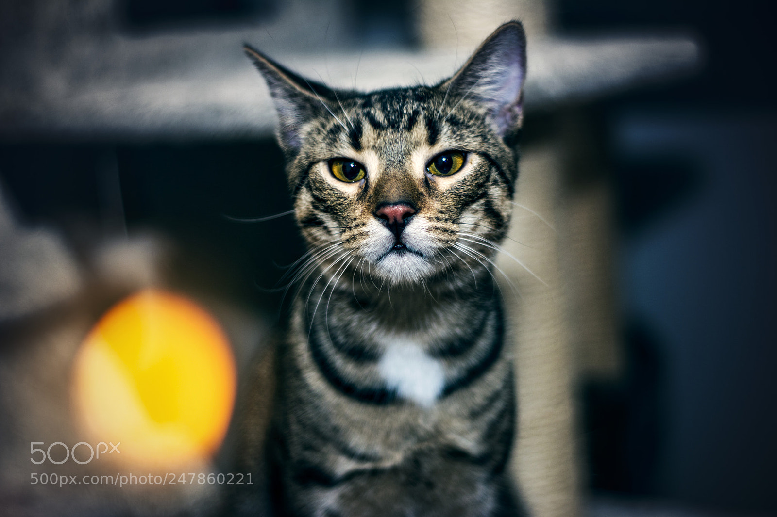 Nikon D5200 sample photo. Cinematic style cat marley photography
