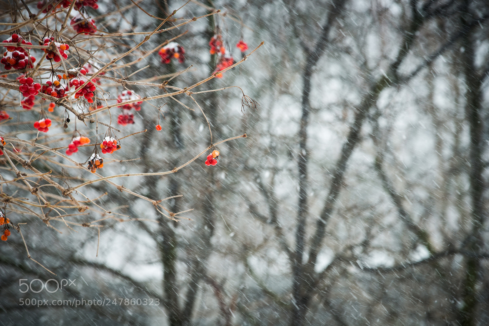 Nikon D800 sample photo. Red black,with some white photography