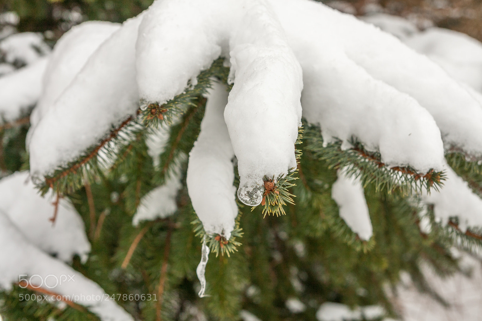 Canon EOS 40D sample photo. Snow day photography