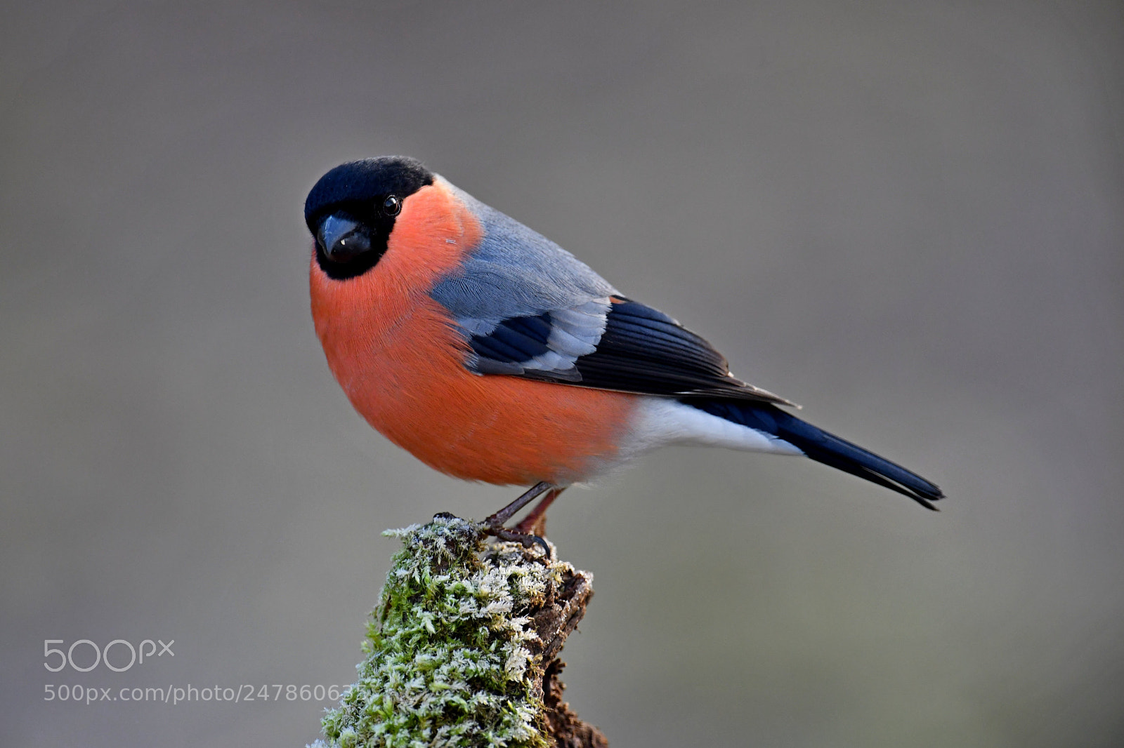 Nikon D500 sample photo. Bullfinch photography
