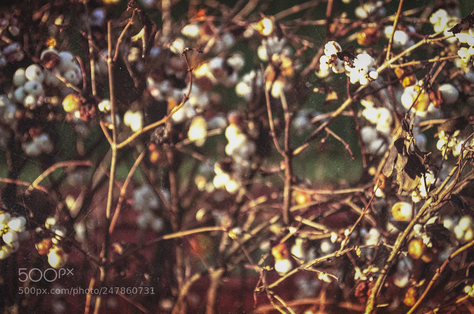 Nikon D5100 sample photo. Berries photography