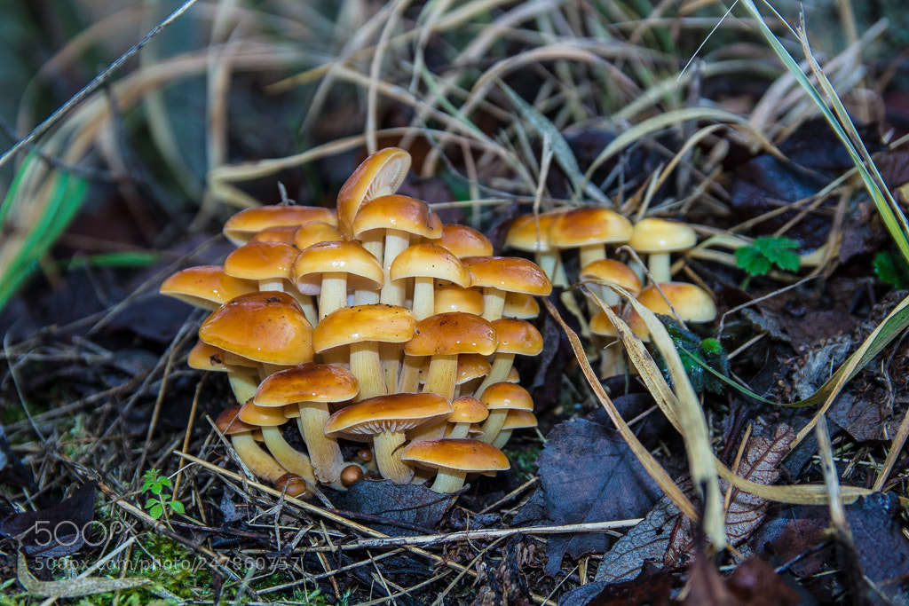 Canon EOS 1200D (EOS Rebel T5 / EOS Kiss X70 / EOS Hi) sample photo. Flammulina ( physalacriaceae) photography