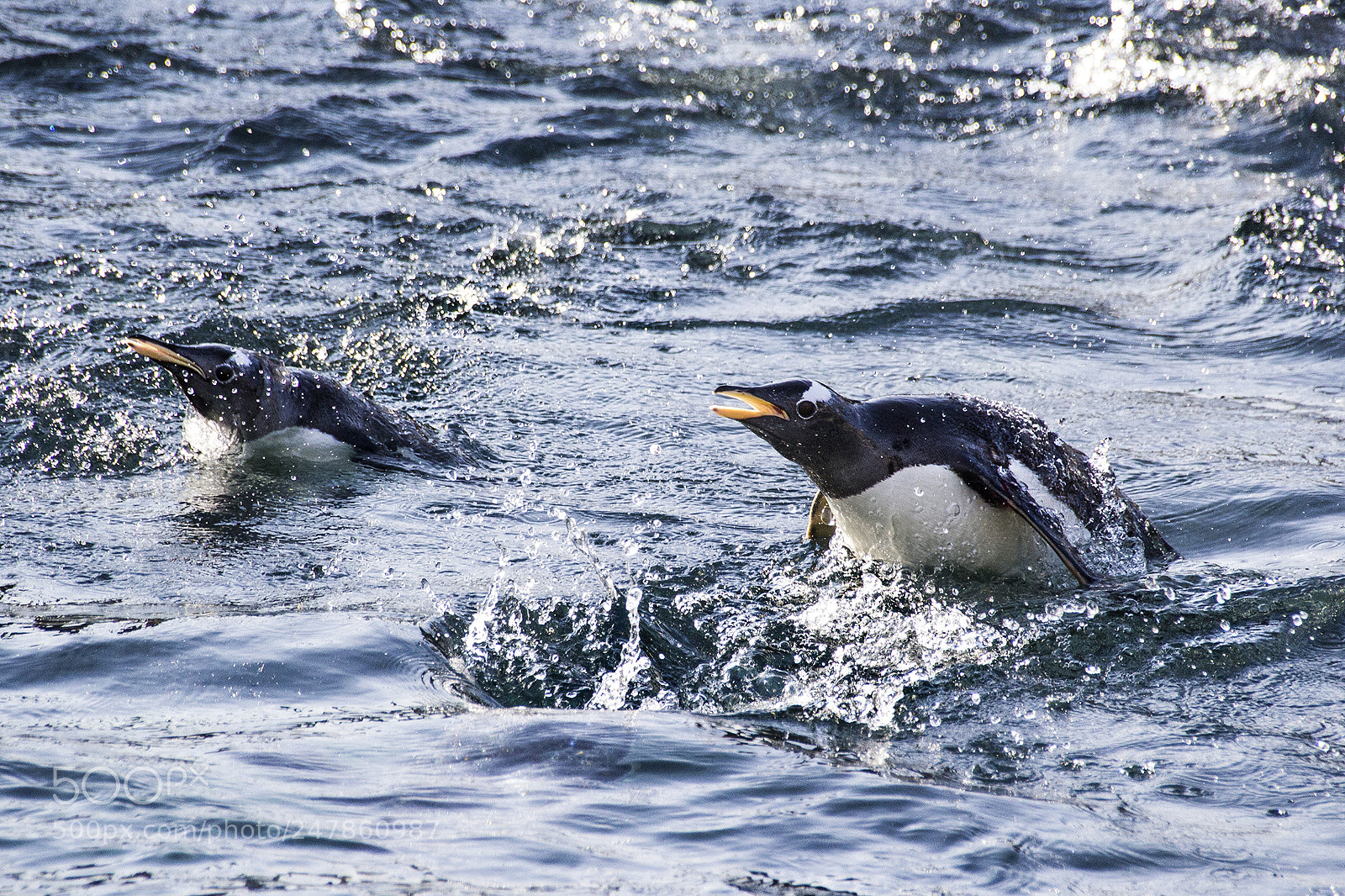 Canon EOS 60D sample photo. Penguins edinburgh zoo photography