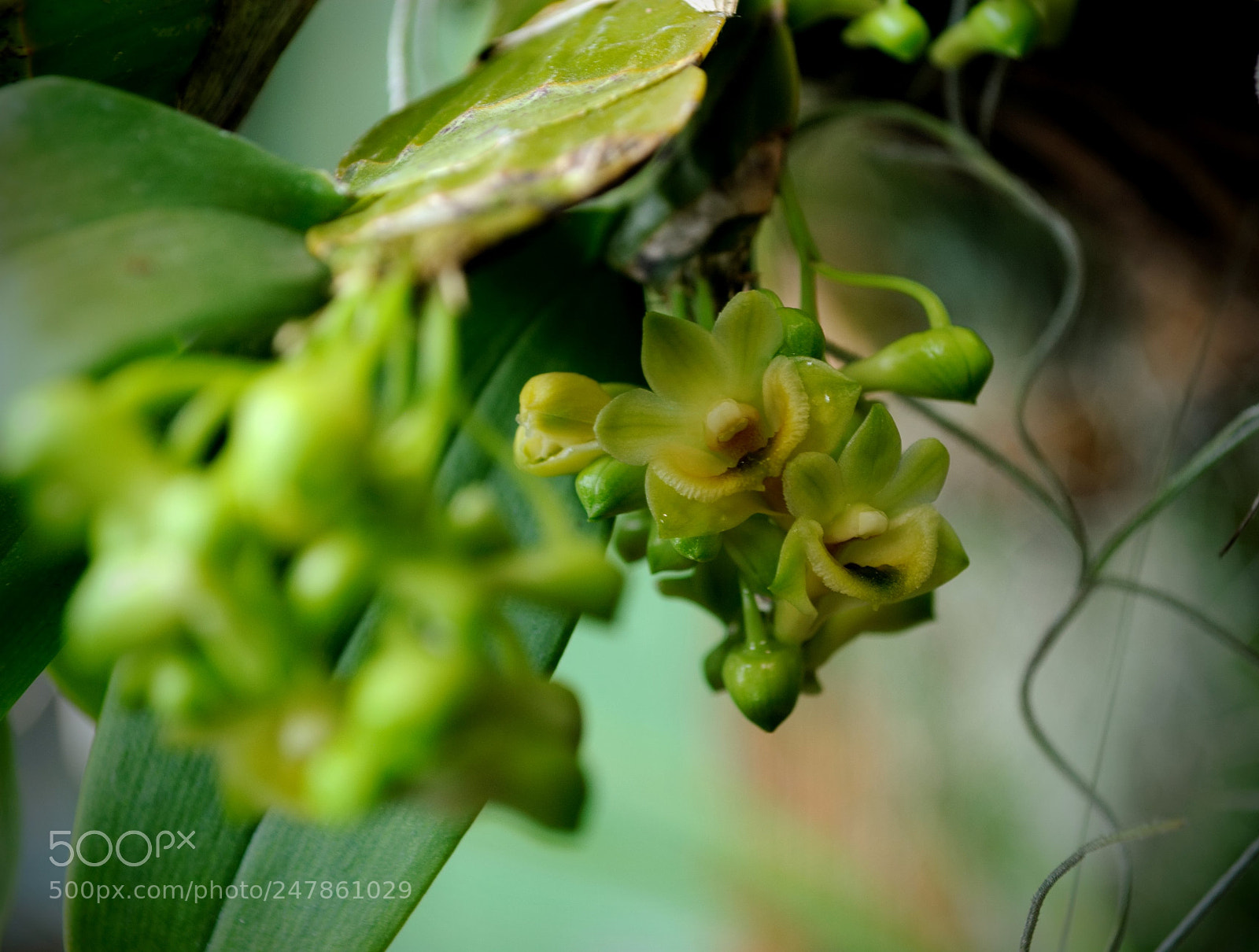 Nikon D3000 sample photo. Orchid flowers photography