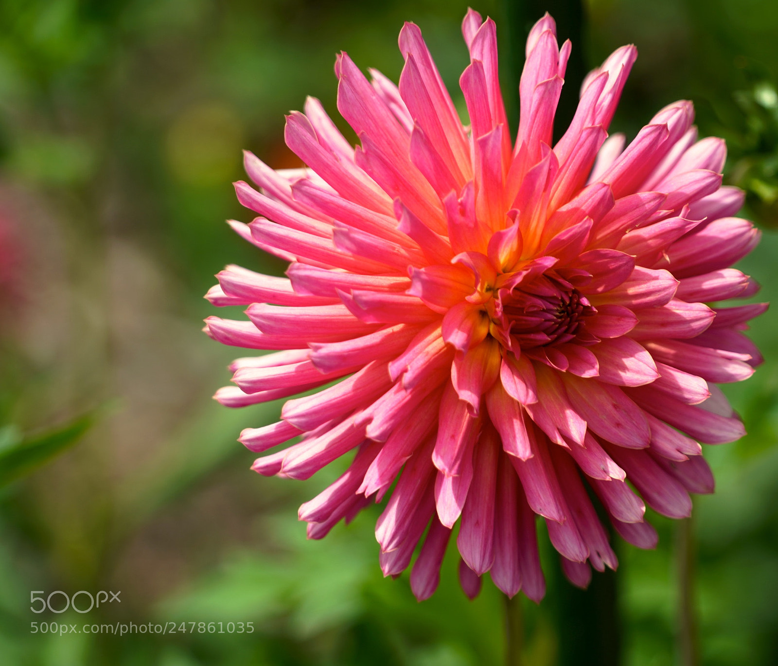 Sony a9 sample photo. Dahlia photography