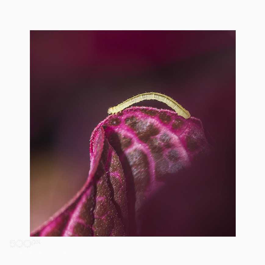 Nikon D810 sample photo. Macro photography