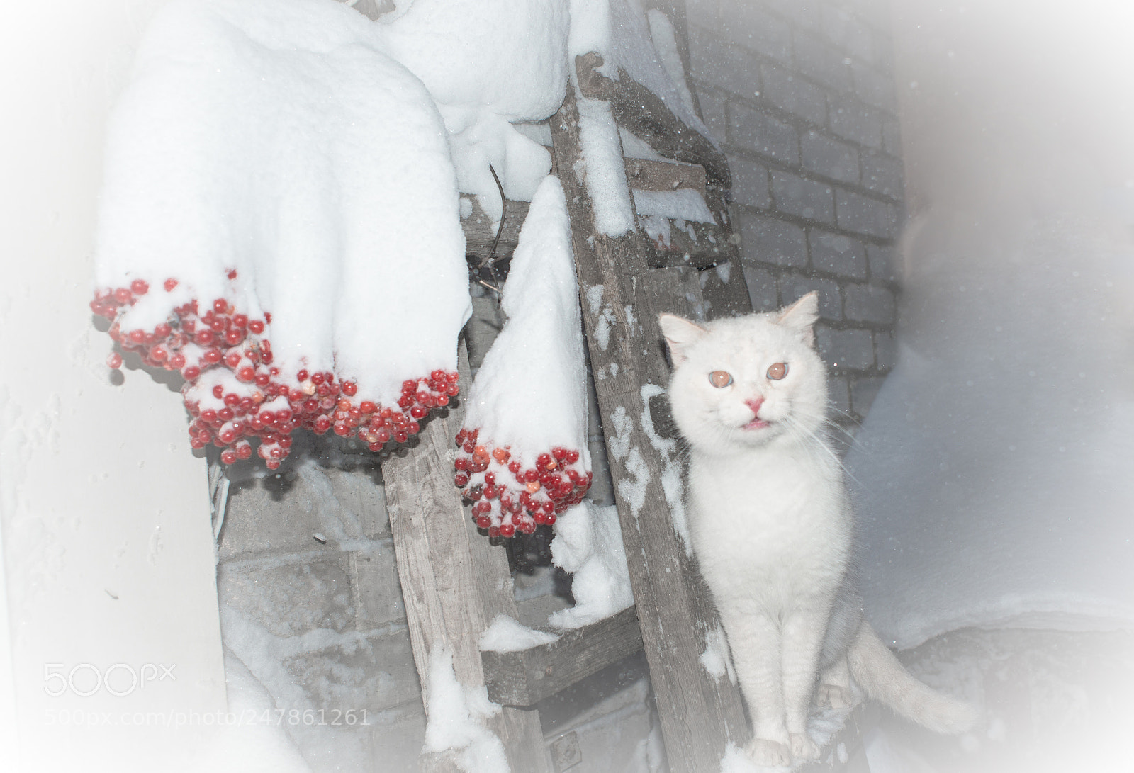 Nikon D800 sample photo. Winter returns at the photography