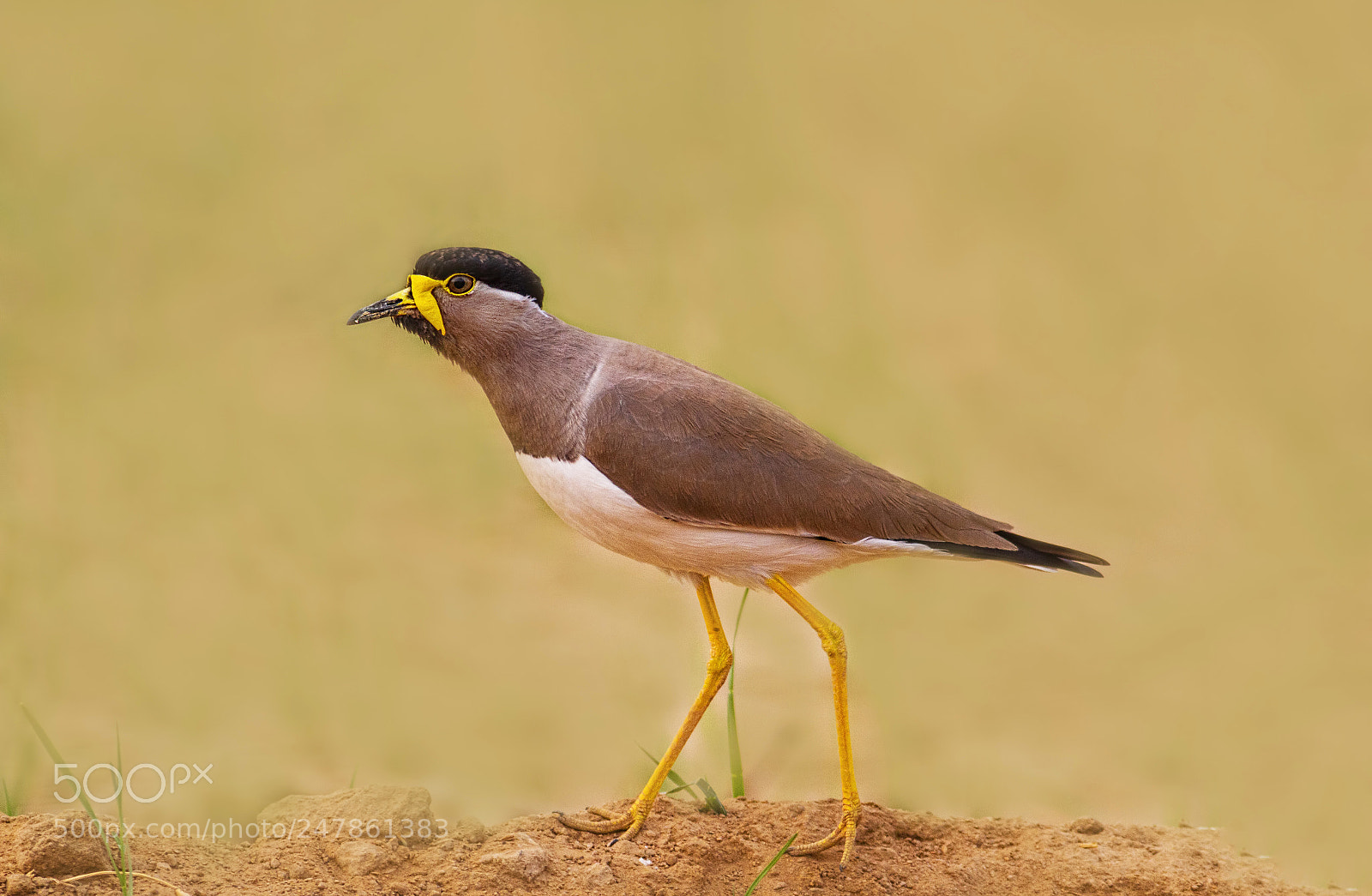Canon EOS 7D sample photo. Yellow-wattled lapwing... photography