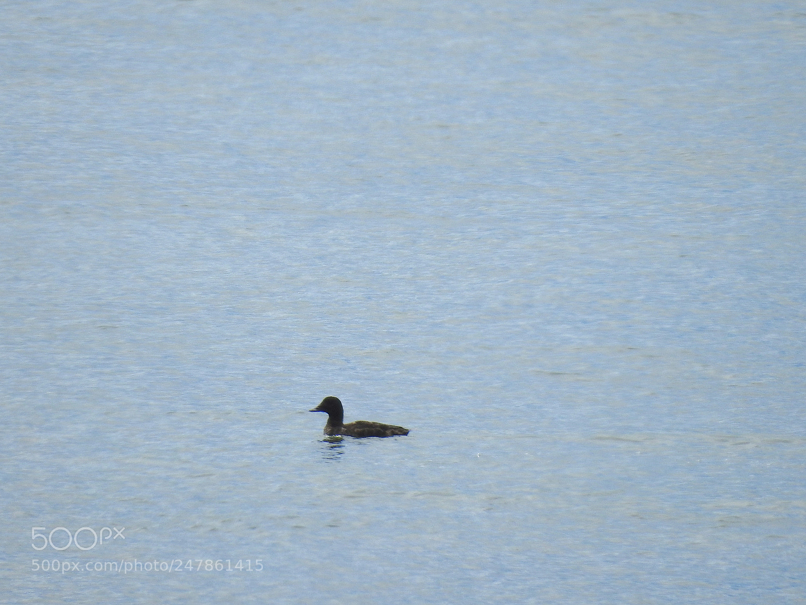 Nikon Coolpix P900 sample photo. White winged scoter photography
