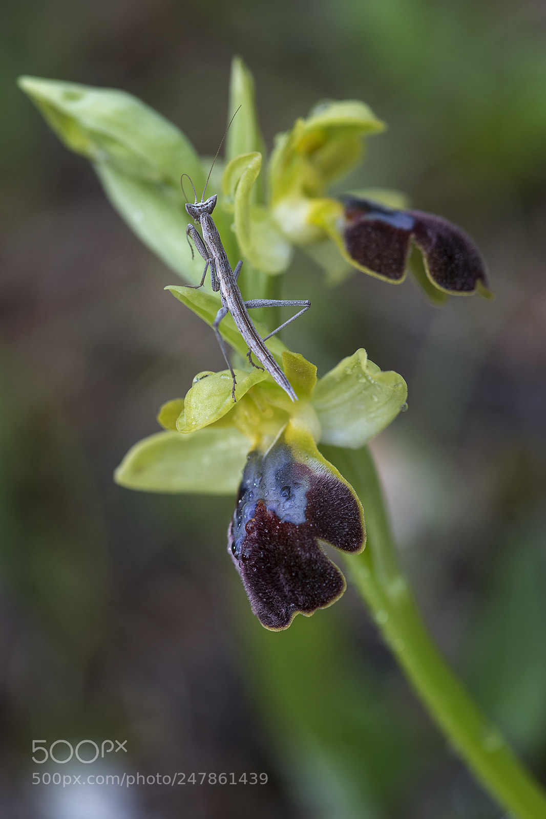 Nikon D850 sample photo. Geomantis sobre orquídea photography