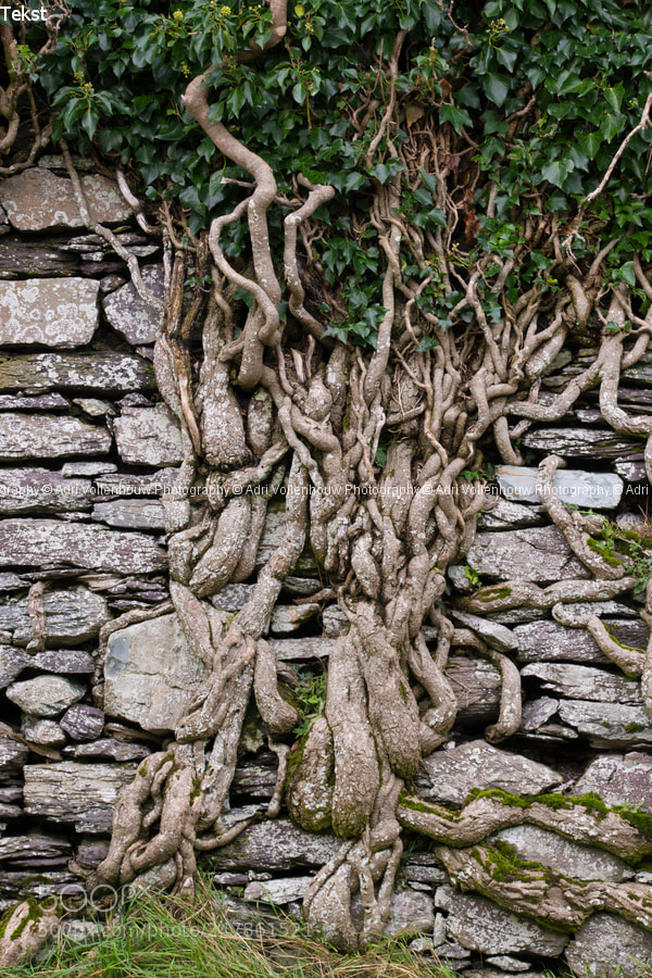 Nikon D7100 sample photo. Overgrown wall of ballycarbery photography