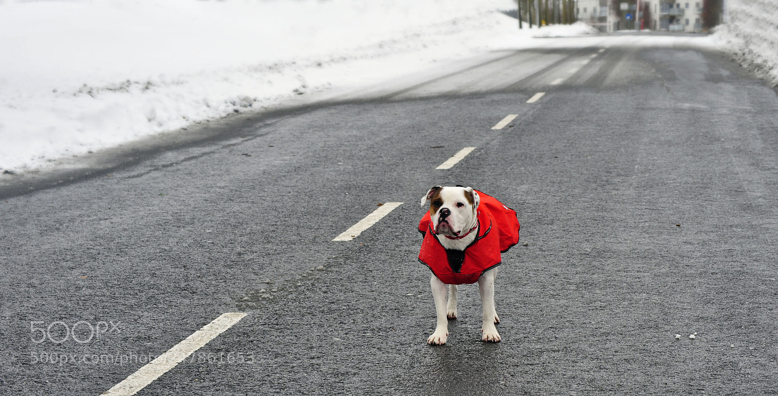 Nikon D700 sample photo. Alfie photography