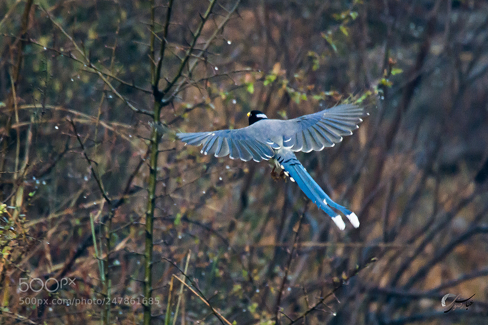 Nikon D7100 sample photo. Yellow billed blue magpie photography