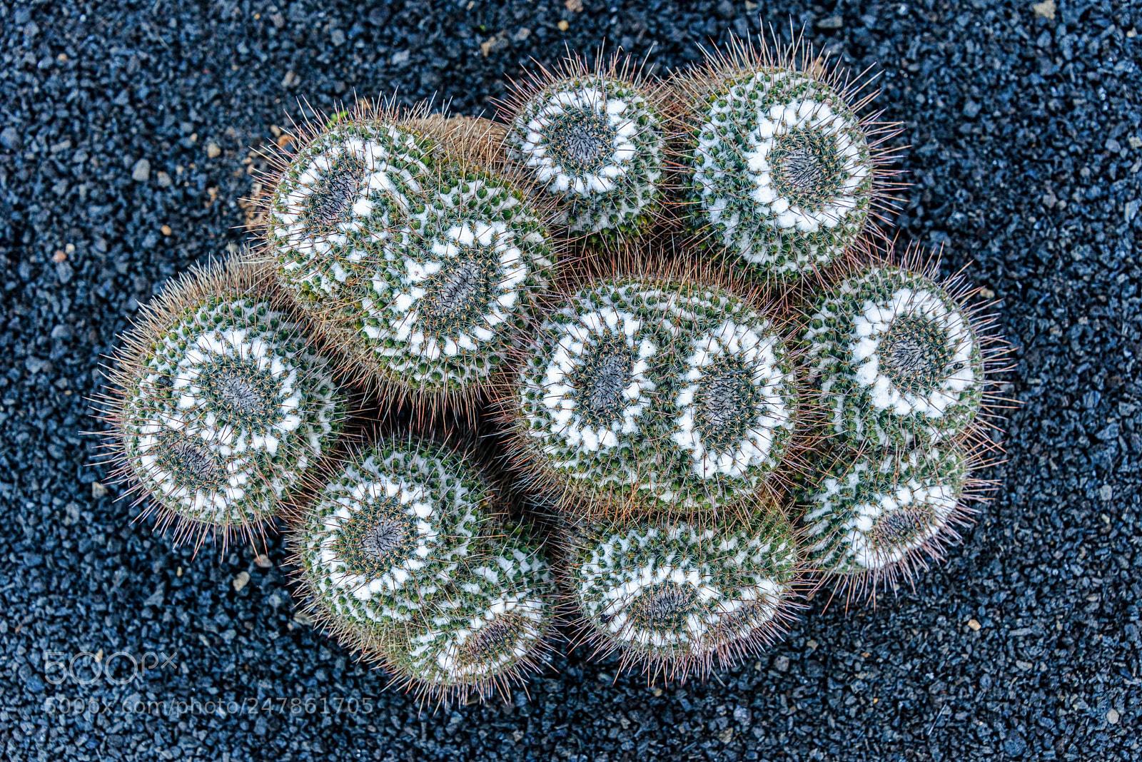 Nikon D800 sample photo. Cactus photography