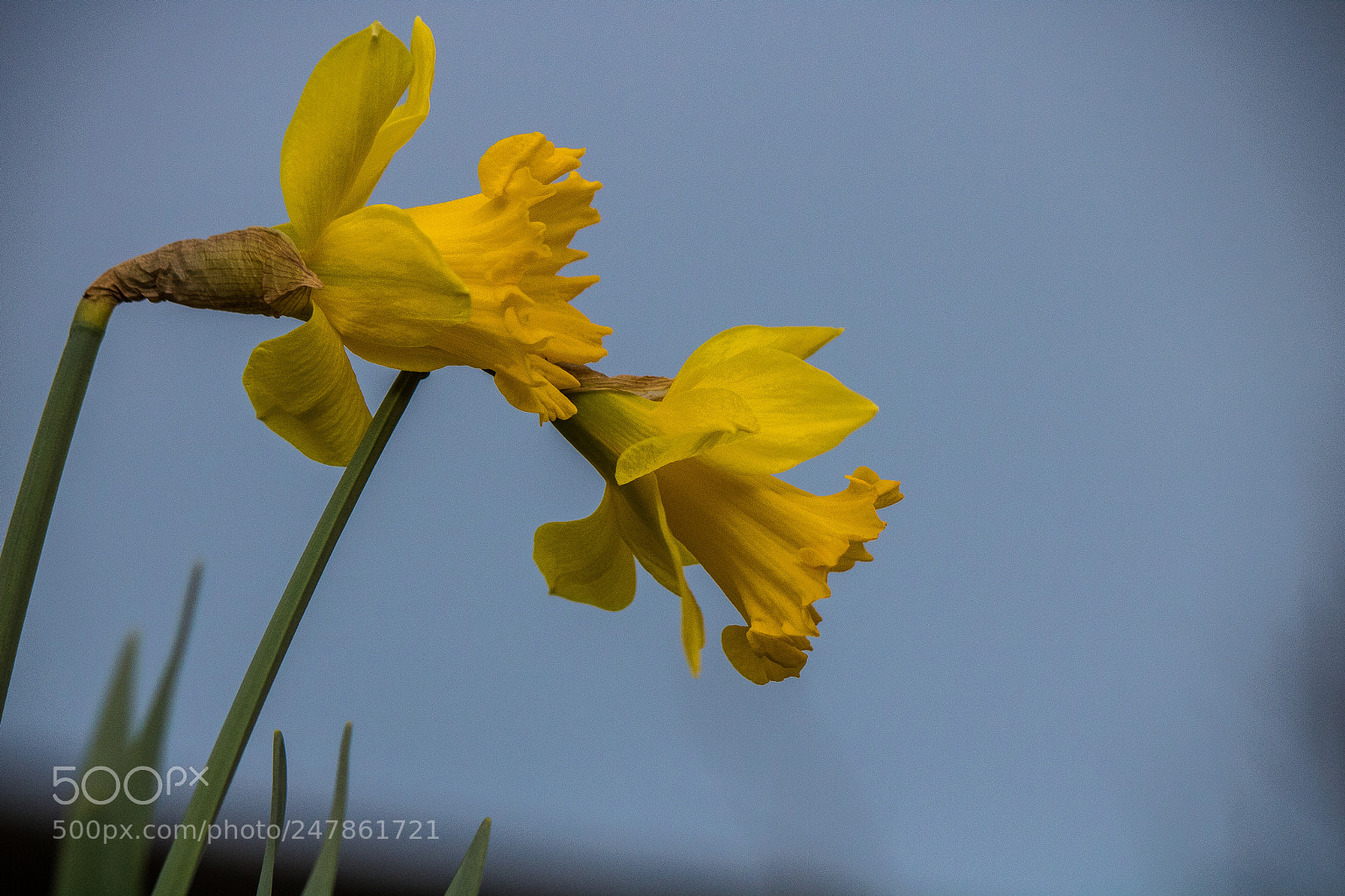 Canon EOS 760D (EOS Rebel T6s / EOS 8000D) sample photo. C'est moi la premi photography