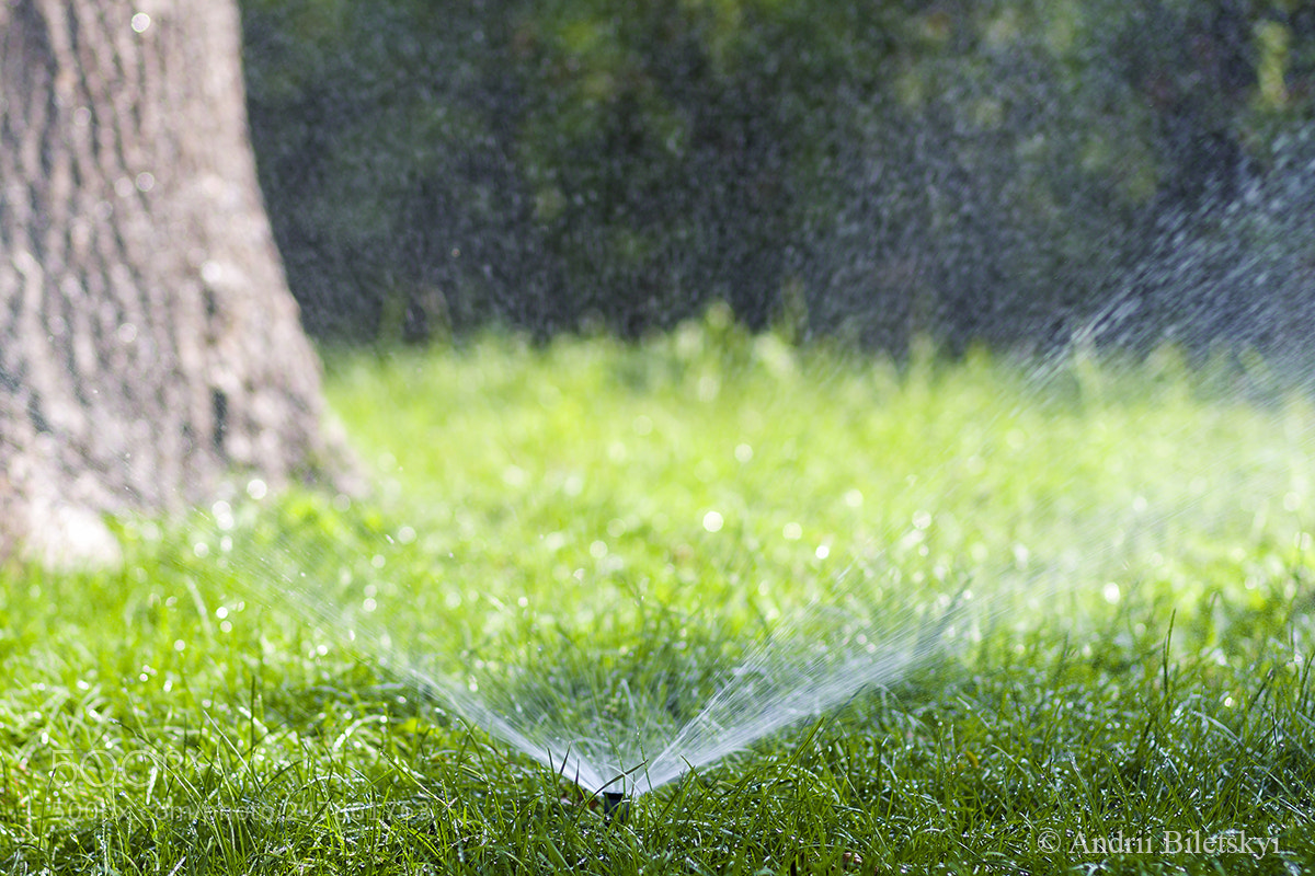 Canon EOS 60D sample photo. Grass photography