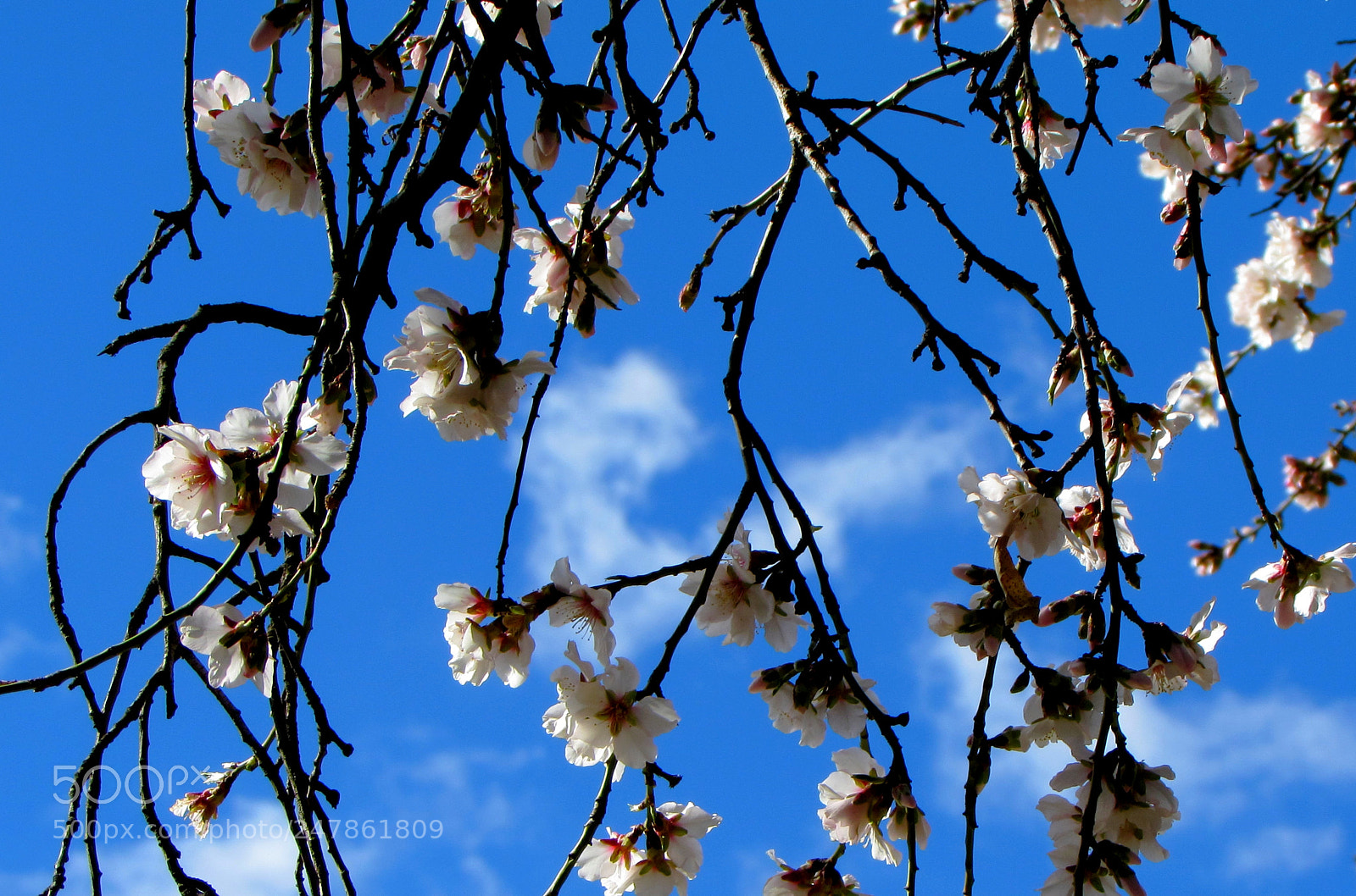Canon PowerShot SX510 HS sample photo. Almond flower photography
