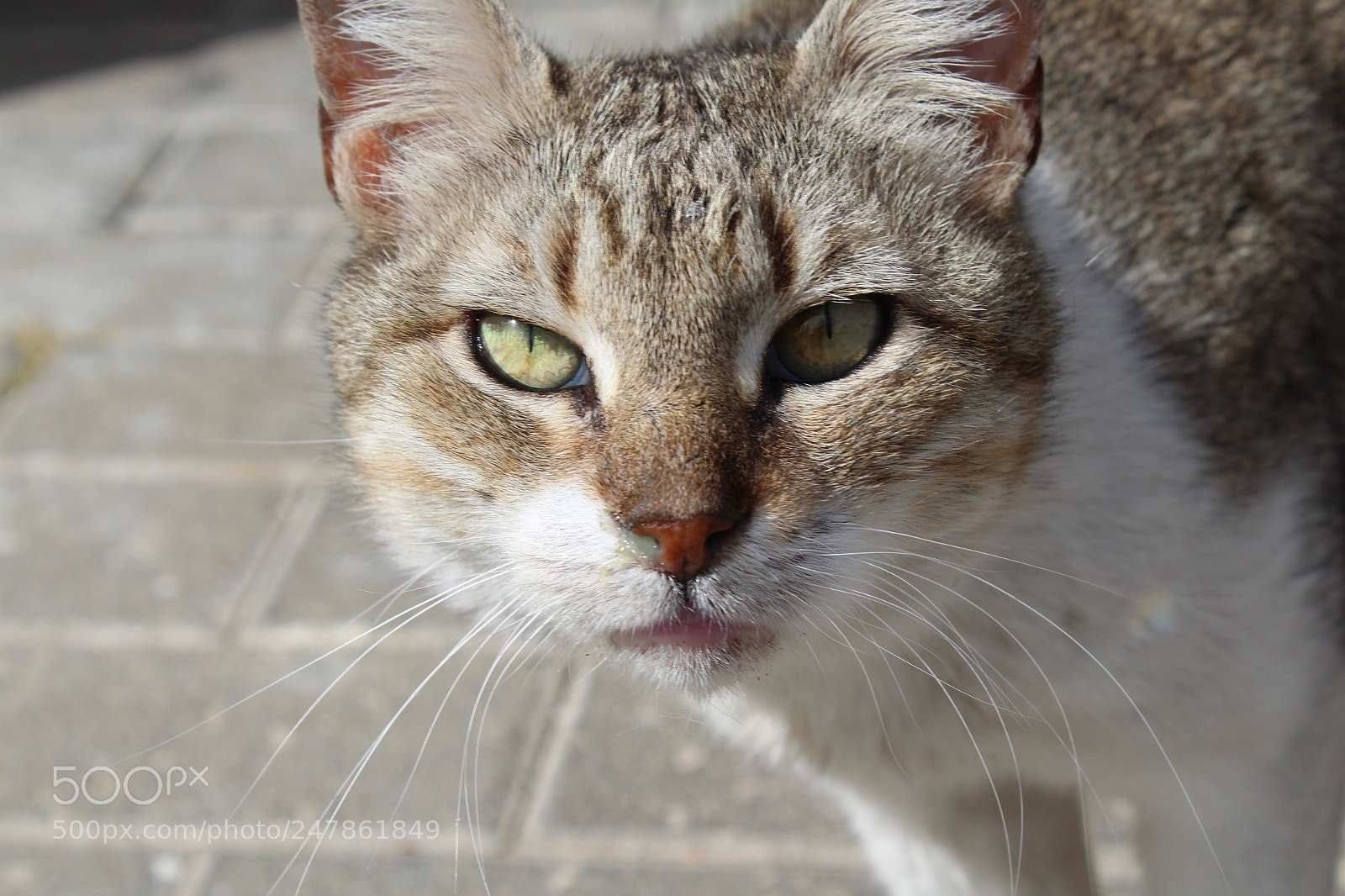 Canon EF-S 18-55mm F3.5-5.6 III sample photo. Randomly cat photography