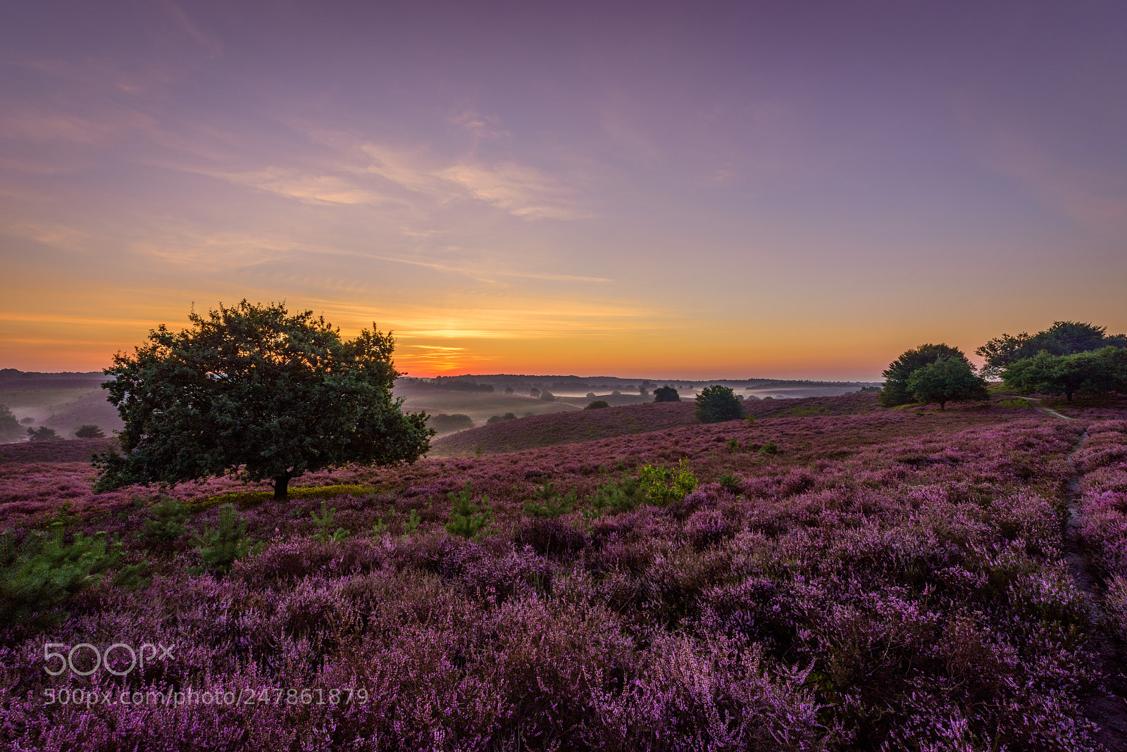 Nikon D810 sample photo. Summer sunrise photography