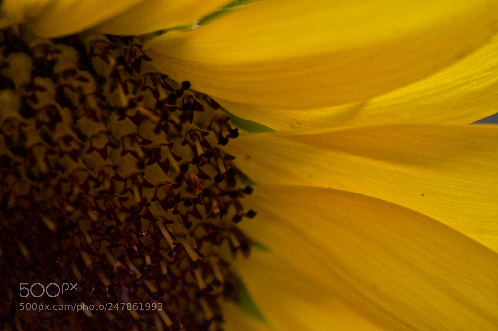Canon EOS 40D sample photo. Sunflower photography