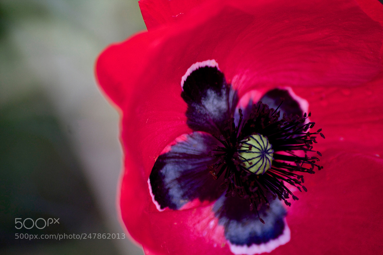 Canon EOS 40D sample photo. Flower photography