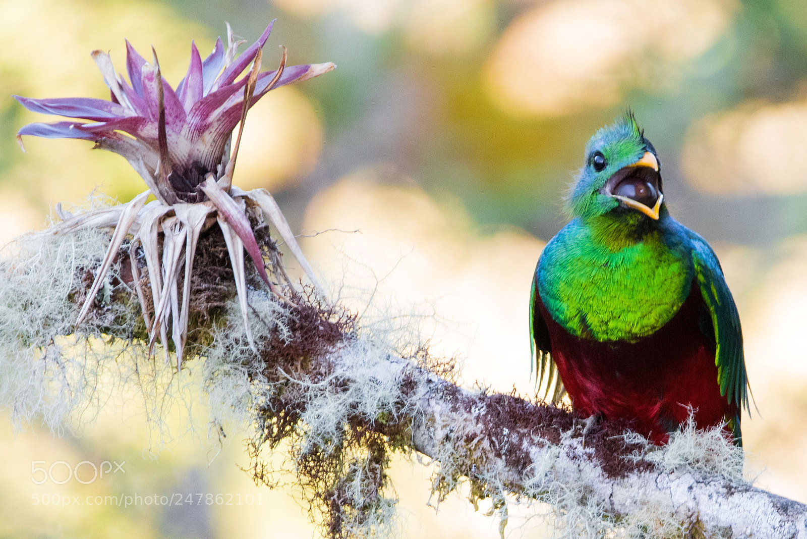 Nikon D810 sample photo. Resplendent quetzal photography